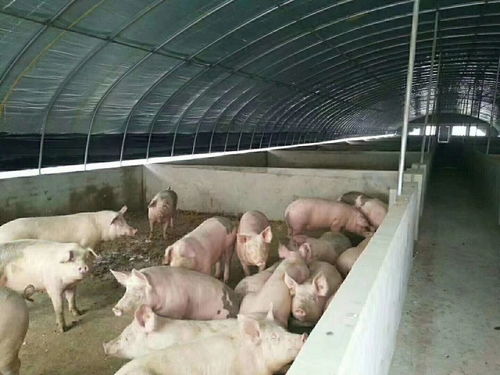 高效农业覆盖材料 食用菌与家禽养殖专用大棚膜的应用与优势