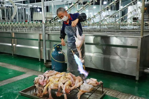 印江实施活禽经营“三分离” 让市民“肉篮子”拎得更稳