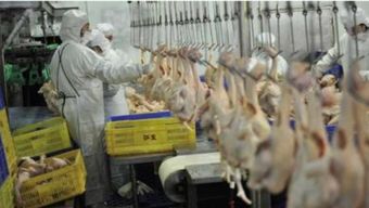 解读动物源性食品安全新规 聚焦家禽安全管理