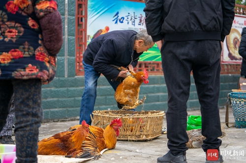 小小乡村赶集日 家禽“致富车”驶上脱贫路
