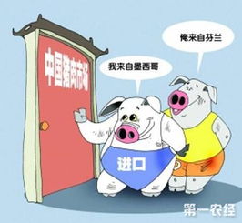 9月份我国生猪产品进口大幅下滑，家禽贸易格局变化显著