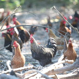 白沙富涵家禽专业合作社的虫草鸡蛋 健康家禽养殖新典范