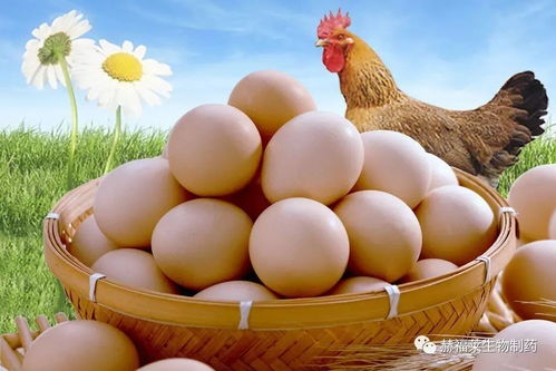福莱旺蛋禽高产加速器 助力家禽养殖高效增收的新选择