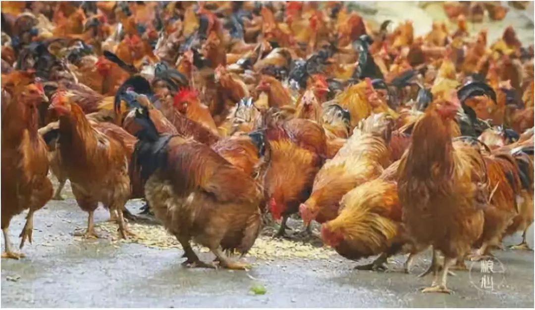 让人回味无穷的阳山鸡 一只家禽如何成就一方风味