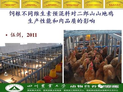 家禽营养研究新趋势 张克英教授解读精准营养、肠道健康与可持续发展