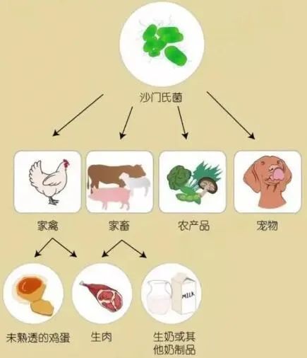 小小细菌,让全球最大巧克力工厂停工