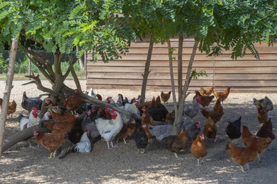 法国传统家禽养殖场的优质散养鸡肉系列