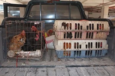 娄底双峰警方成功抓获流窜多地作案的7名“偷鸡贼”