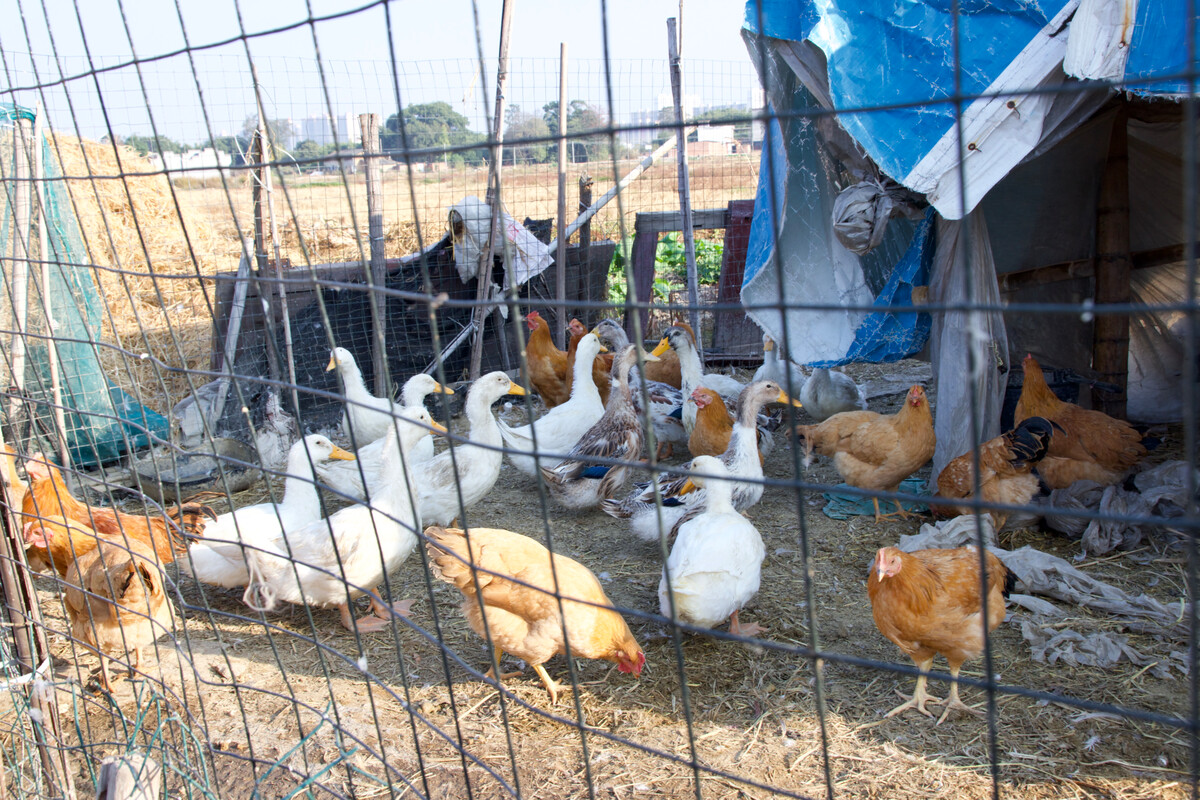 鸡鸭混养的优势与实践方法