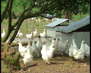 生态鸡舍 家禽养殖的可持续发展之路