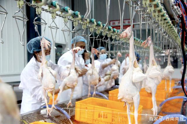 合川区家禽集中定点屠宰场正式投用，年屠宰能力达百万只助力产业升级