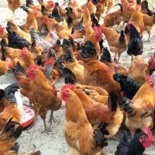 家禽 人类文明进程中的忠实伙伴