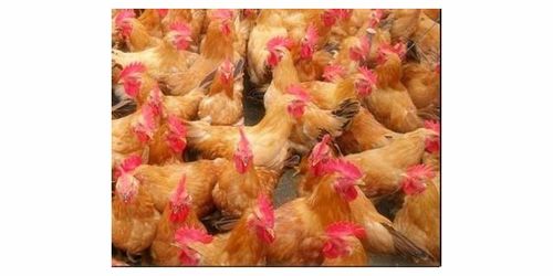 徐汇区家禽产品便捷、安全配送方式全解析