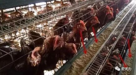 家禽免疫力低下的常见表现与识别指南