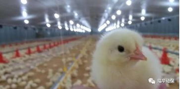 家禽免疫力下降的常见表现与识别